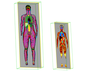 Discrete human female and child body models used in investigation